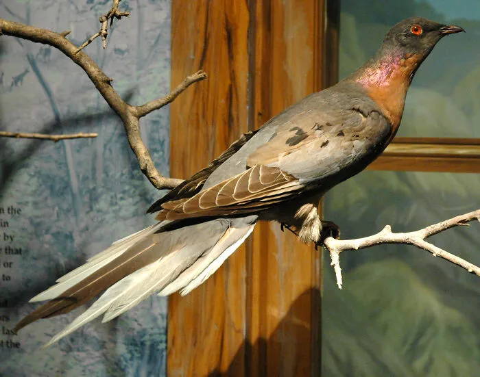 Passenger Pigeon - Extinct 1914