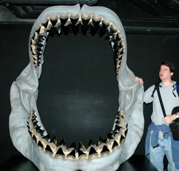 Megalodon - Extinct Around 3,6 Million Years Ago