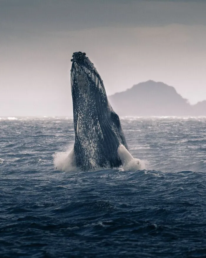 Humpback Whale