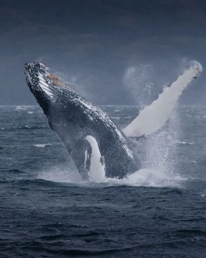 Humpback Whale