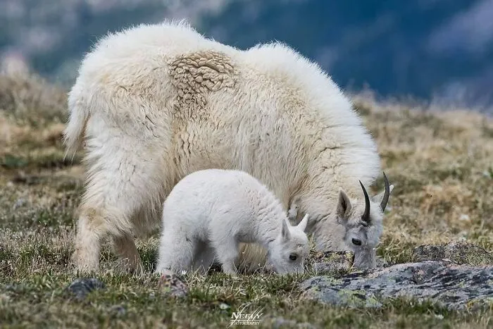 Joe Neely’s 26 Latest Wildlife Photos Prove The Best Moments Are Never Planned