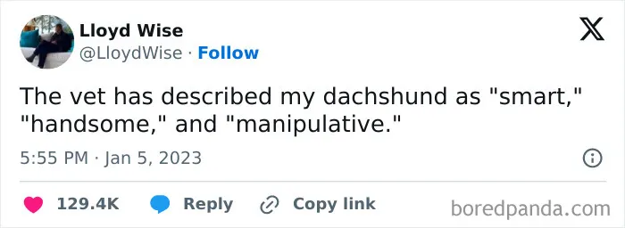 A dachshund dog resting with a humorous tweet describing it as smart, handsome, and manipulative, highlighting delightful animals.