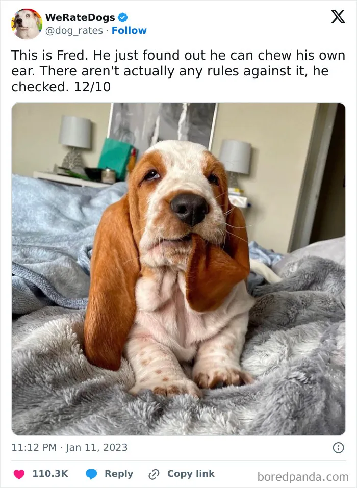 50 Times Dogs Were So Funny And Cute Owners Just Couldn’t Help But Share (New Pics)