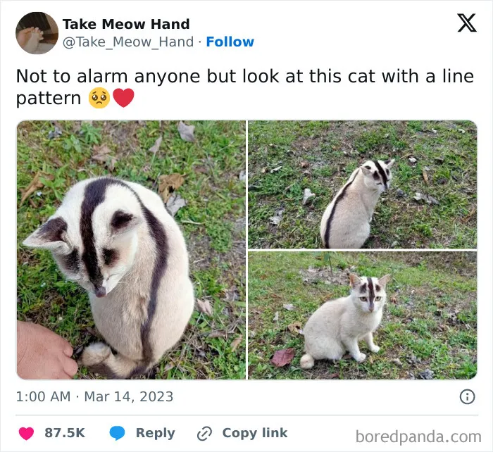 50 Hilariously Relatable Cat Memes That Are Probably Better Than Therapy