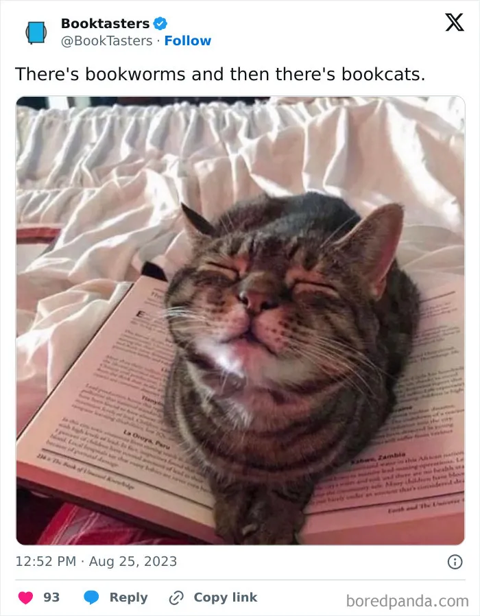 Tabby cat resting happily on an open book, showcasing one of the most wholesome memes to send to your favorite people.