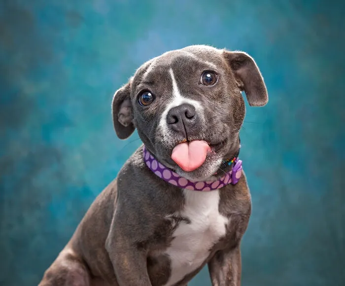 30 Paw-Some Dog Photos Captured By The Bored Panda Community
