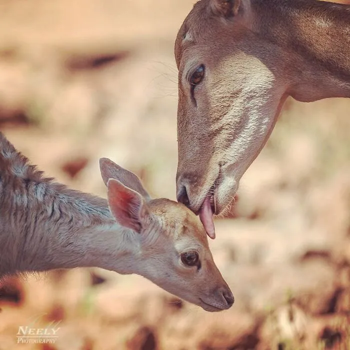 Joe Neely’s 26 Latest Wildlife Photos Prove The Best Moments Are Never Planned