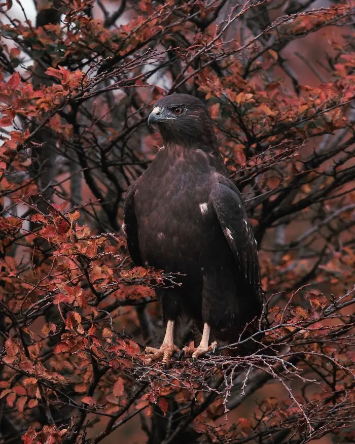 Rufous-Tailed Hawk