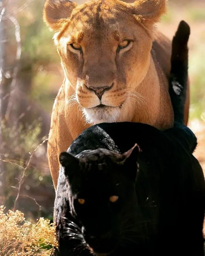 Joe Neely’s 26 Latest Wildlife Photos Prove The Best Moments Are Never Planned