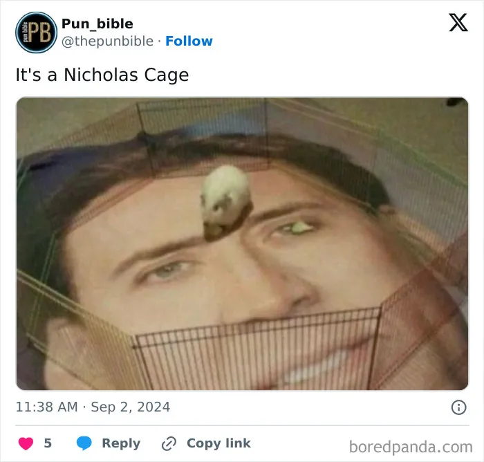 Mouse running on a cage with a printed image of a face inside, showcasing hilarious pun memes and wordplay comedy.