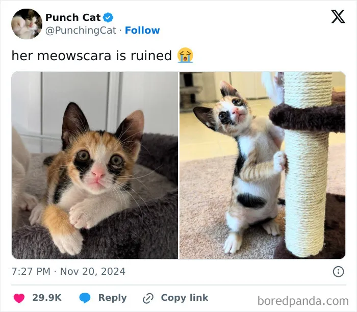 50 Hilariously Relatable Cat Memes That Are Probably Better Than Therapy