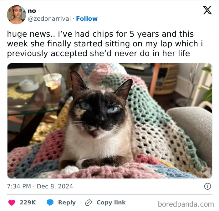50 Hilariously Relatable Cat Memes That Are Probably Better Than Therapy