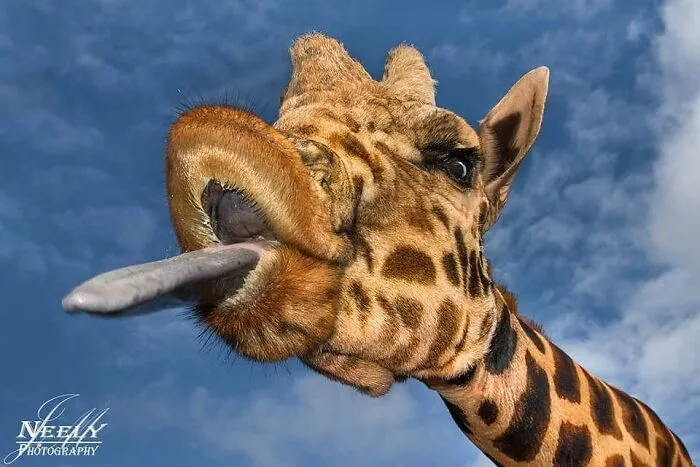 Joe Neely’s 26 Latest Wildlife Photos Prove The Best Moments Are Never Planned
