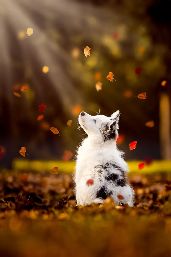 30 Paw-Some Dog Photos Captured By The Bored Panda Community