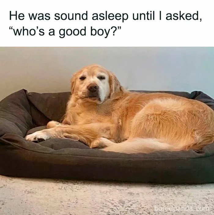 50 Times Dogs Were So Funny And Cute Owners Just Couldn’t Help But Share (New Pics)