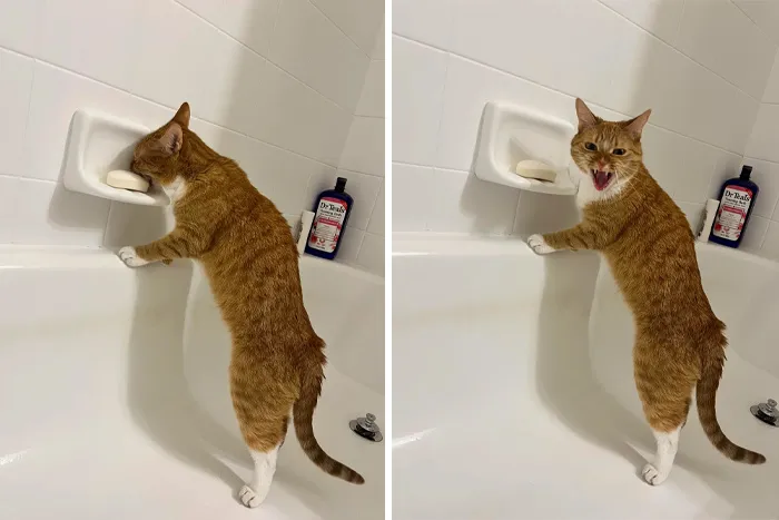 My Cat Tried Soap For The First Time, Wasn’t A Fan