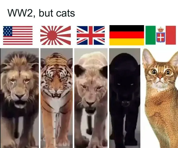 WWII history meme showing big cats representing countries and a small cat for Italy in a humorous way
