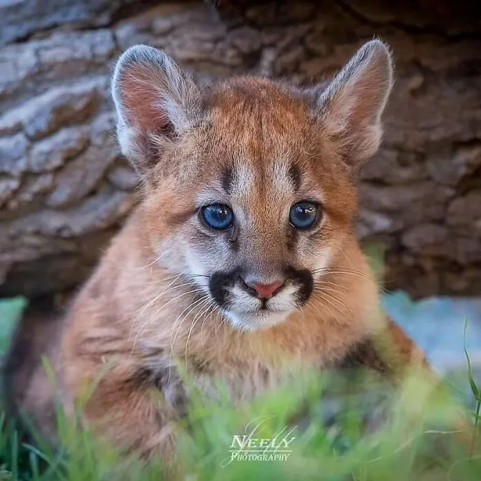 Joe Neely’s 26 Latest Wildlife Photos Prove The Best Moments Are Never Planned