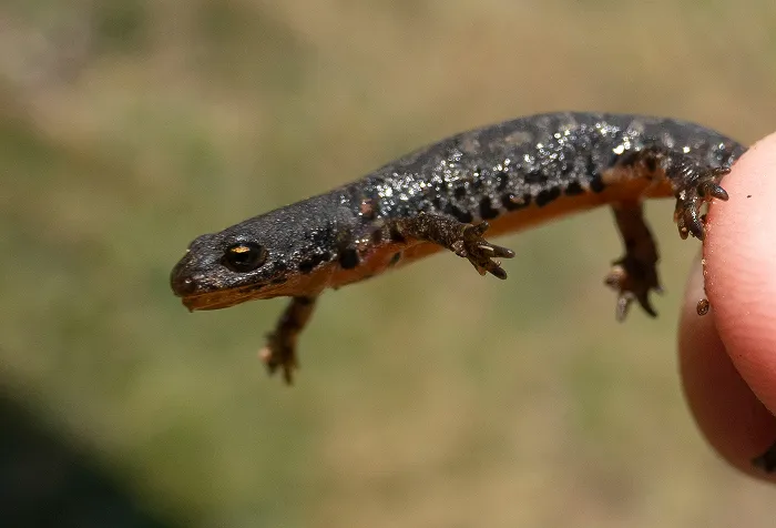 Newt
