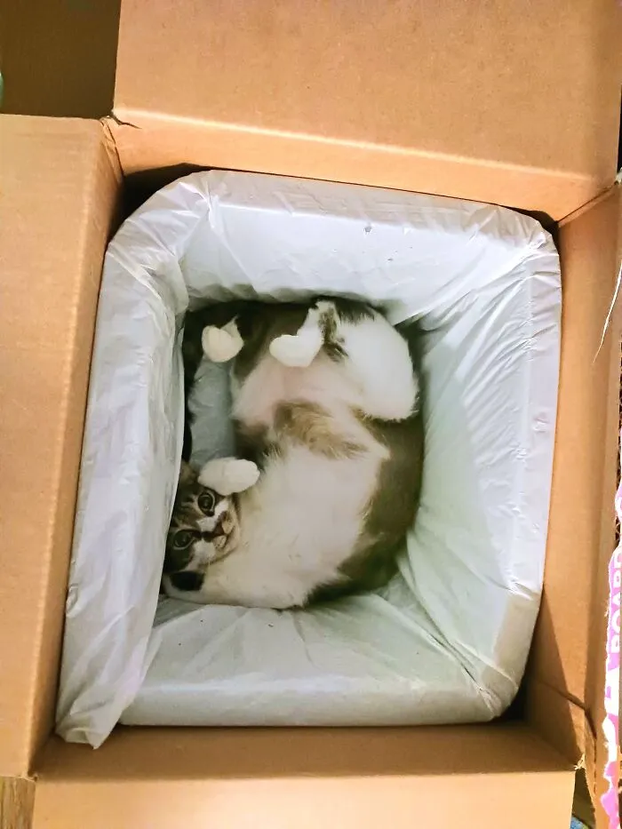 Meeps In A Box
