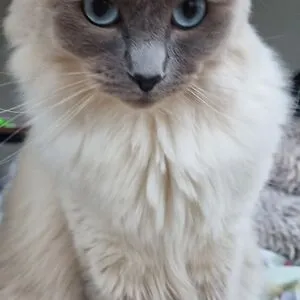 Crazy Cat Lady