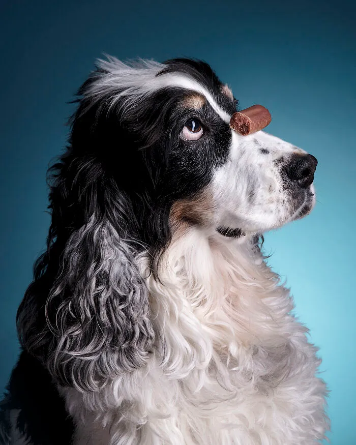 30 Paw-Some Dog Photos Captured By The Bored Panda Community