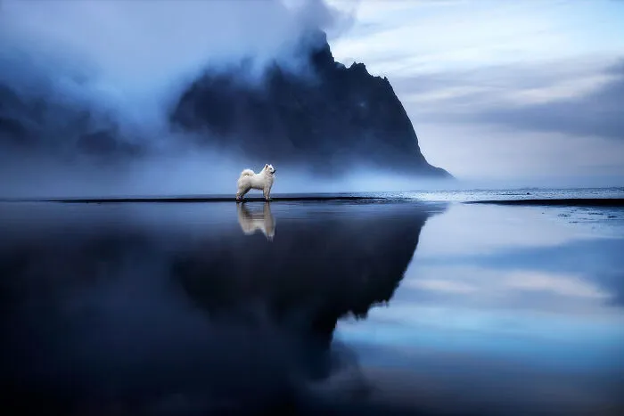 30 Paw-Some Dog Photos Captured By The Bored Panda Community