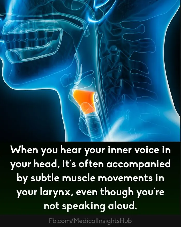 X-ray style image of the human throat with highlighted larynx muscles illustrating curious medical facts about fingers containing no muscles.