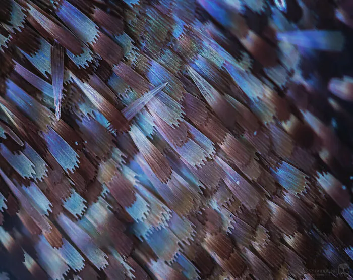 Swallowtail Butterfly Wing Scales Up Close
