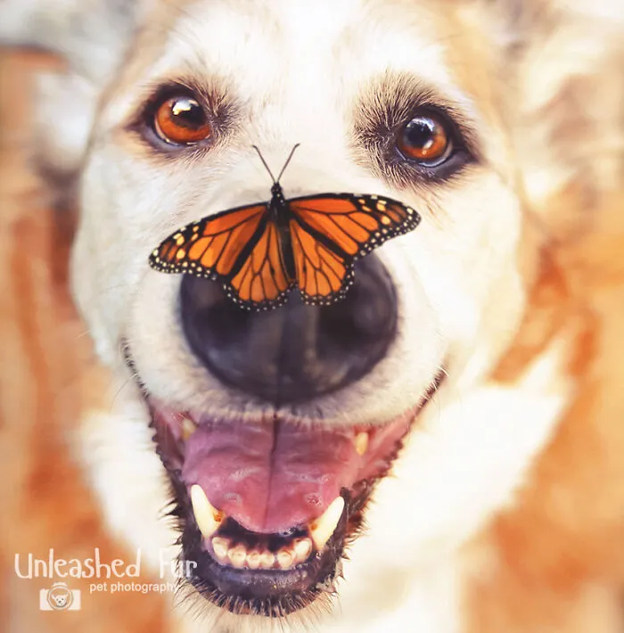 30 Paw-Some Dog Photos Captured By The Bored Panda Community