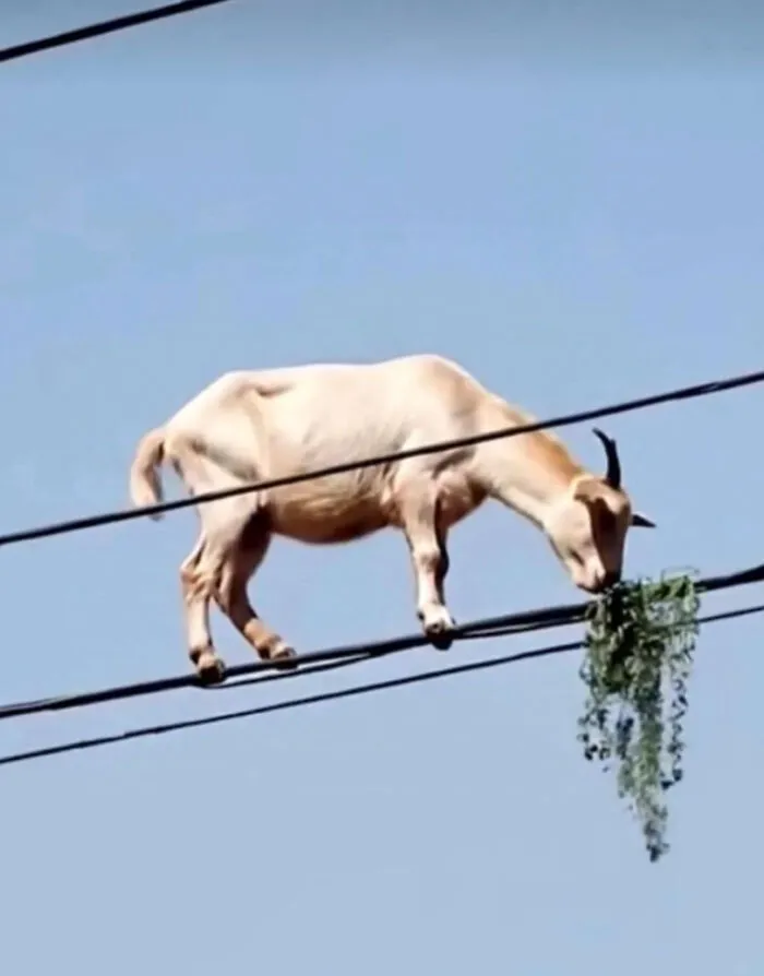 Blursed Goat