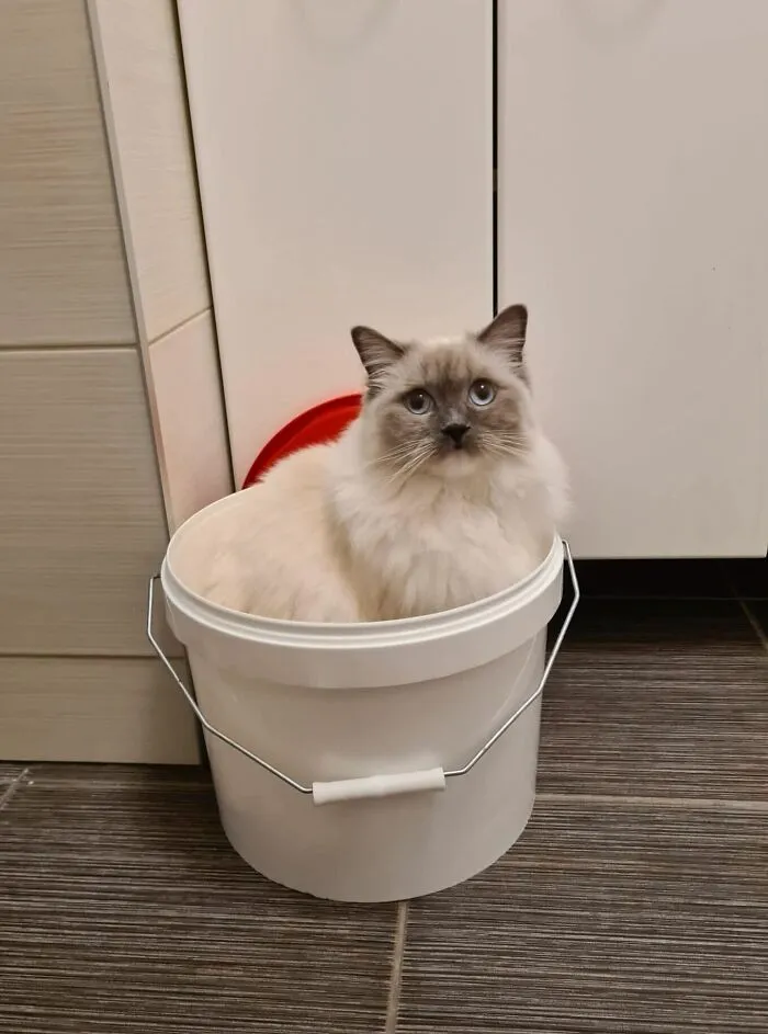 Koala In The Bucket
