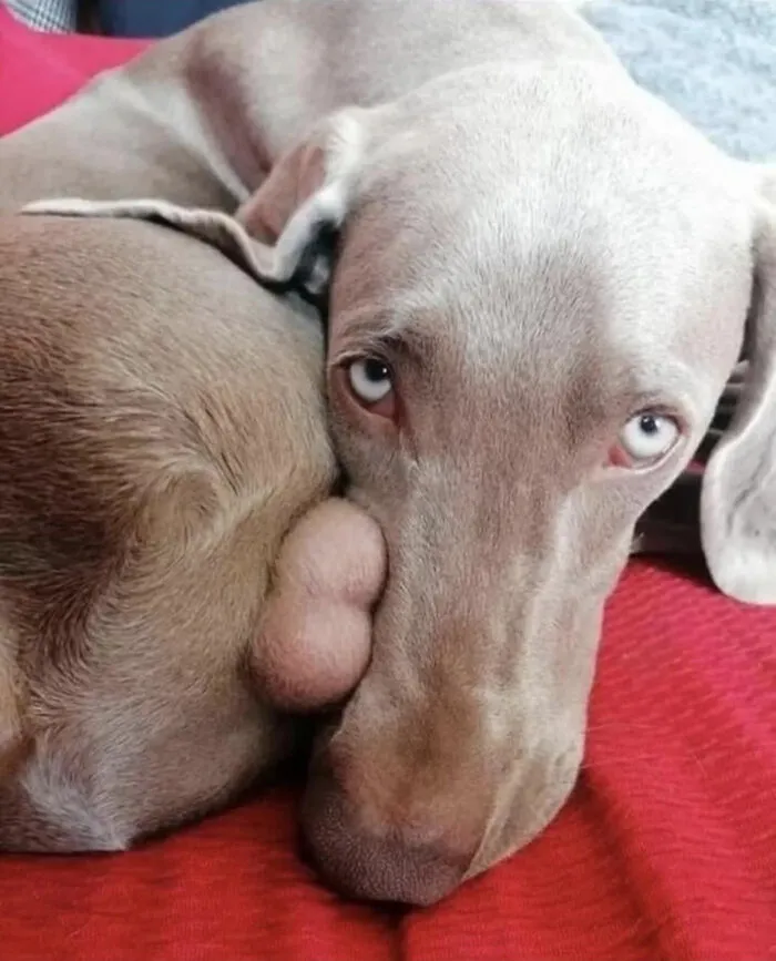 Blursed Doggy Pic