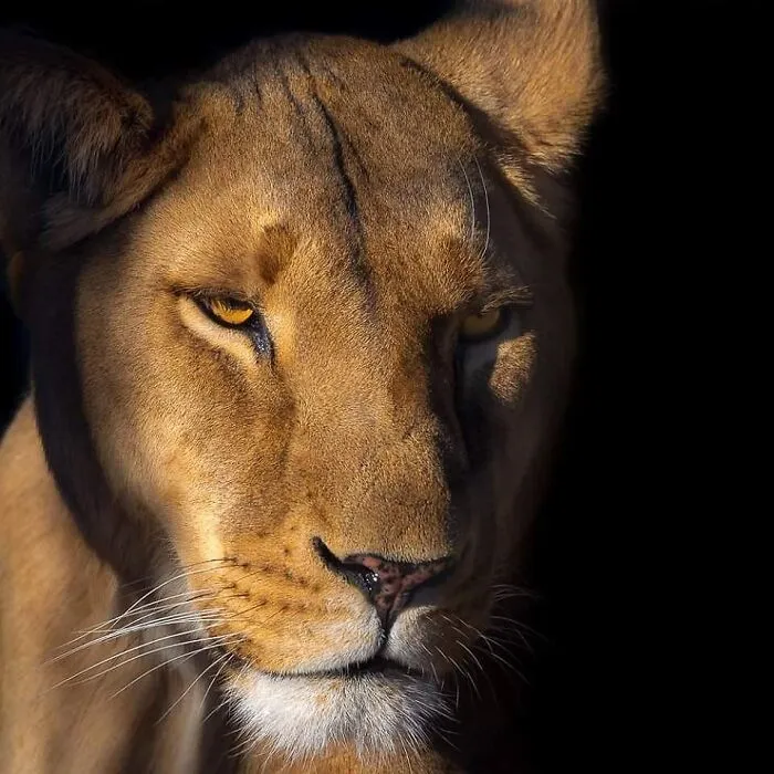 Joe Neely’s 26 Latest Wildlife Photos Prove The Best Moments Are Never Planned