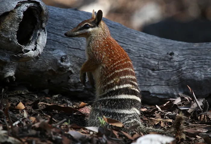 Numbat