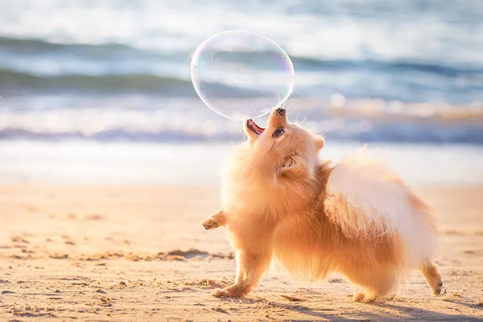 30 Paw-Some Dog Photos Captured By The Bored Panda Community