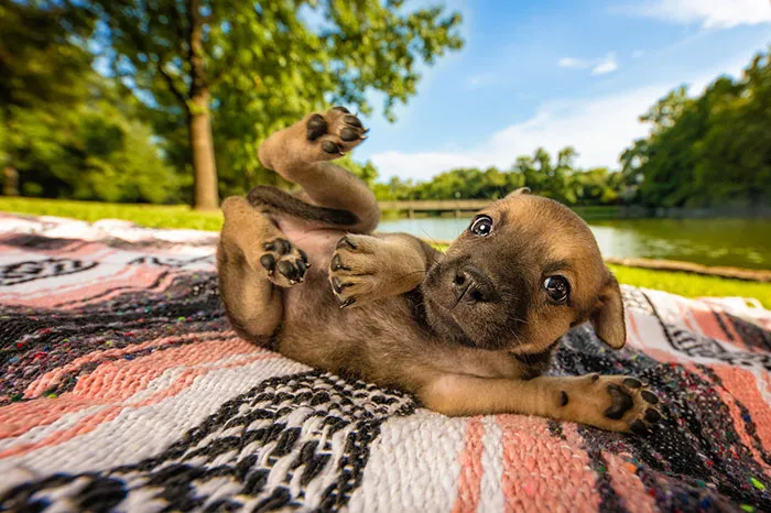 30 Paw-Some Dog Photos Captured By The Bored Panda Community