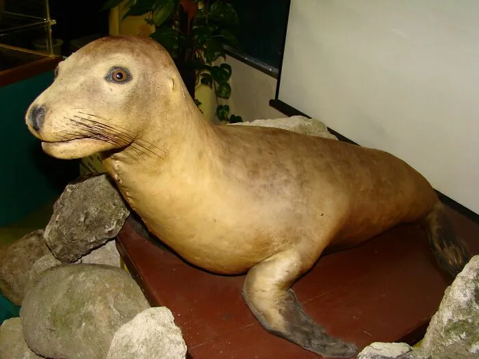 Japanese Sea Lion - Extinct 1970s