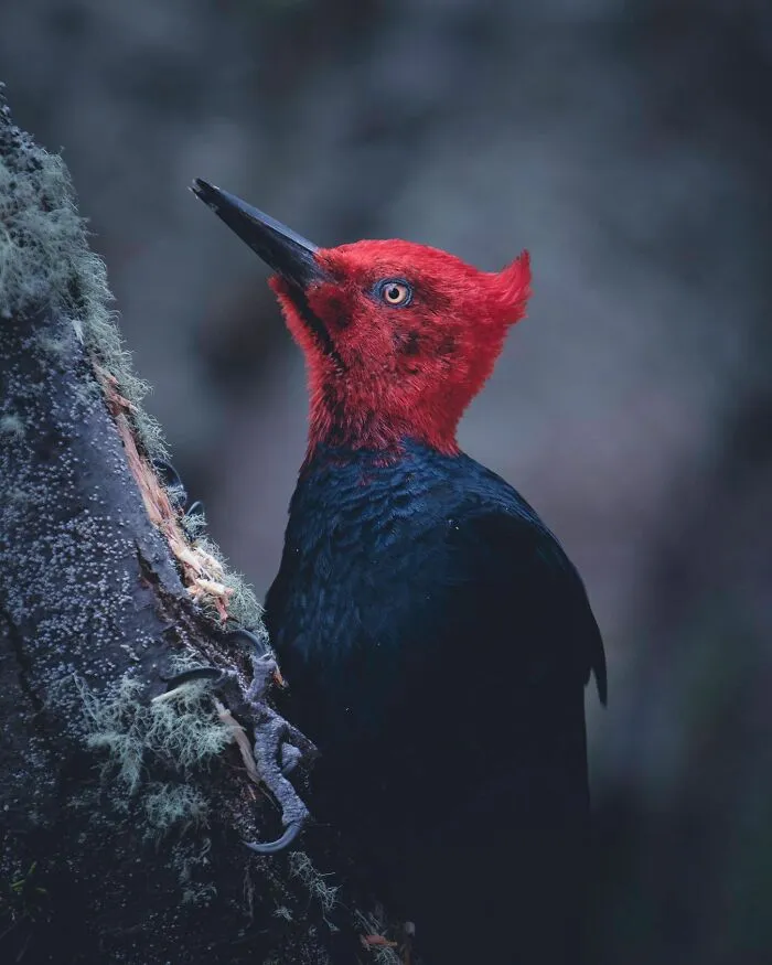 Magellanic Woodpecker