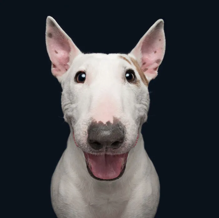 30 Paw-Some Dog Photos Captured By The Bored Panda Community