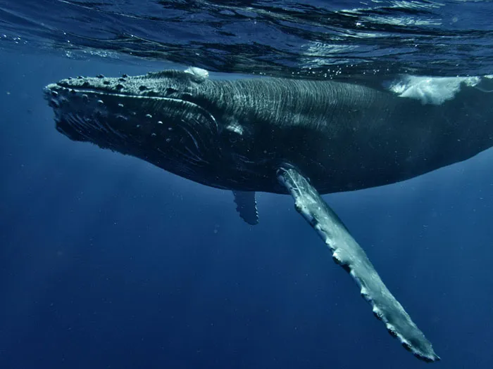 40 People Who Witnessed The Impossible, No One Believed Them, And They’ve Never Forgotten It