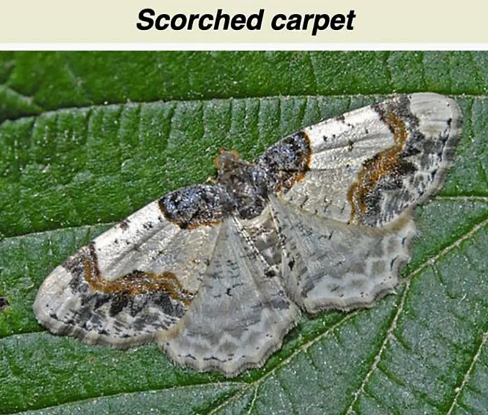Scorched carpet moth resting on a green leaf, showcasing intricate patterns in funny and interesting Wikipedia snippets.