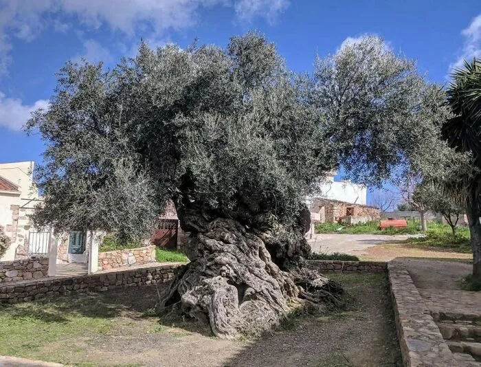 The Olive Tree Of Vouves