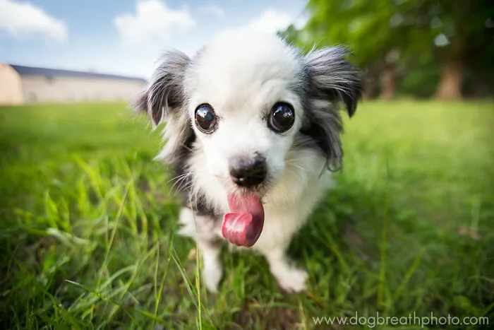30 Paw-Some Dog Photos Captured By The Bored Panda Community