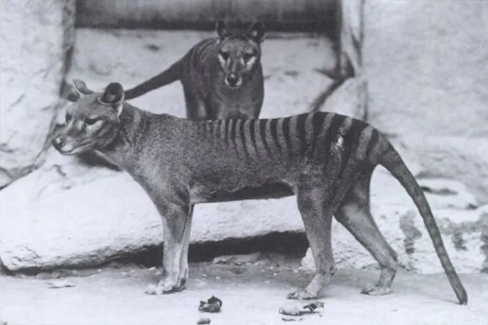 Thylacine - Extinct 1936