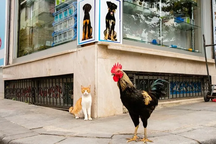 50 Times This Street Photographer Caught The World Off Guard
