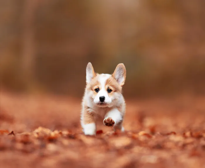 30 Paw-Some Dog Photos Captured By The Bored Panda Community