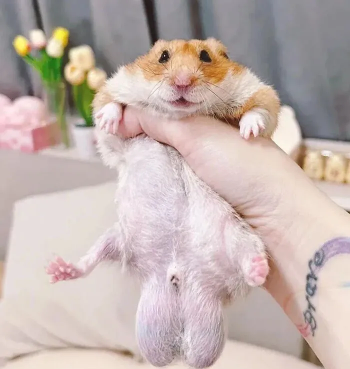Hamster with swollen cheeks held in hand, showing unusual and weird animal photo capturing odd expression.