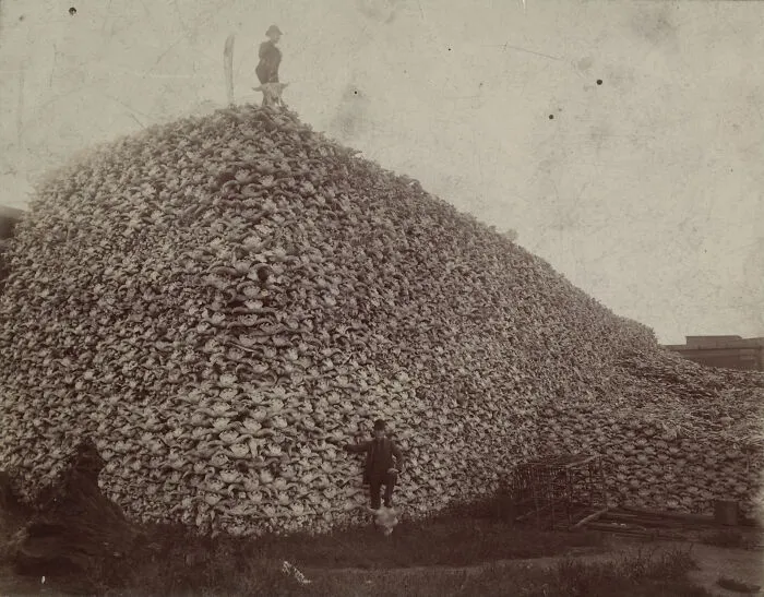 If You Ever Wondered How The American Buffalo Could Go From 30,000,000 To 300 In 50 Years, Pictures Like This May Give Some Idea (Buffalo Skulls)