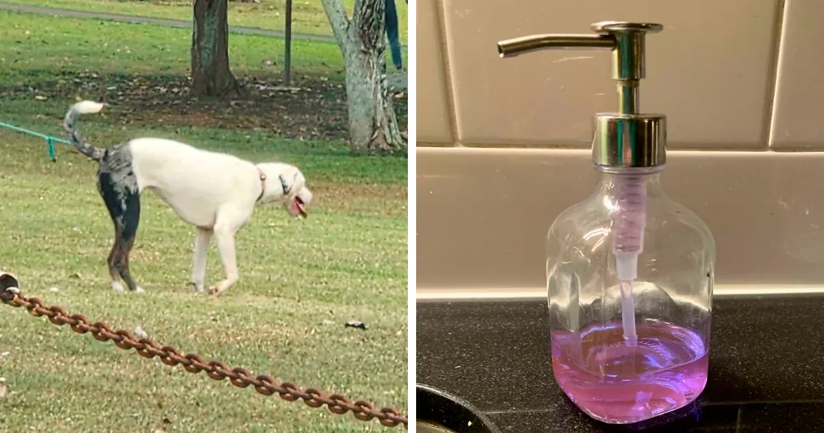 33 Objetos interesantes que parecen otras cosas (nuevas fotos)